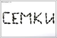 Анти ГоП